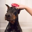 Picture of Kong Köpek Oyuncak, ZoomGroom Tarak, Pembe