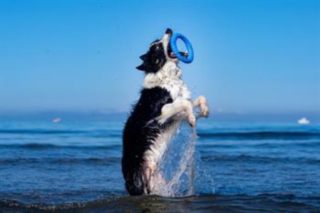Picture of Kiwi Walker Dayanıklı Yüzen Köpek Oyuncağı Ring Mini Yeşil