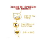 Picture of Royal Canin Cocker Köpek Maması 3Kg