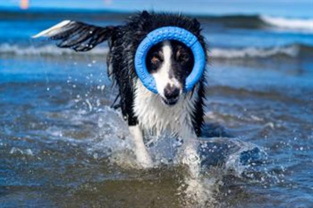 Picture of Kiwi Walker Dayanıklı Yüzen Köpek Oyuncağı Halka Maxi Turuncu