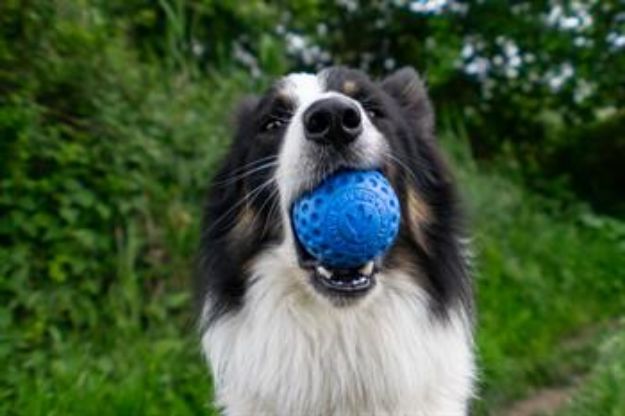 Picture of Kiwi Walker Parçalanmaz Yüzen Köpek Oyuncağı Sert Top Maxi Turuncu