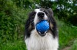Picture of Kiwi Walker Parçalanmaz Yüzen Köpek Oyuncağı Sert Top Maxi Turuncu