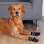 Picture of Trixie Köpek Çorabı Kaymaz XLarge 2 Adet Siyah