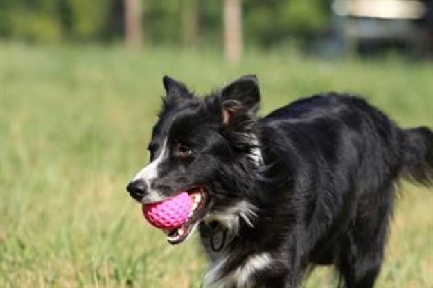 Picture of Kiwi Walker Dayanıklı Yüzen Köpek Oyuncağı Ball Mini Mavi