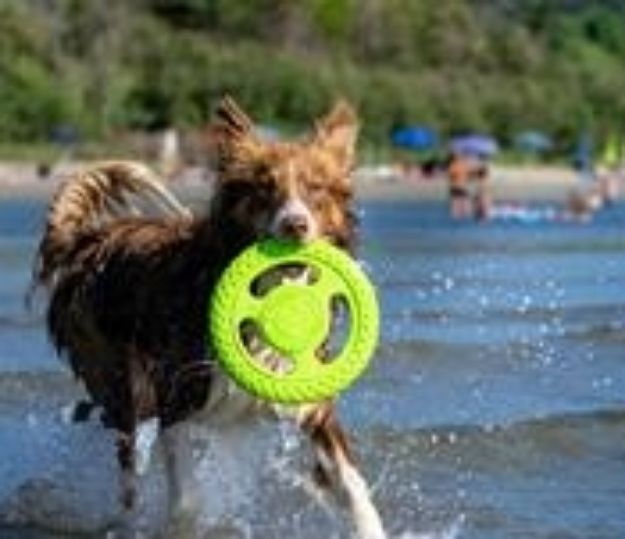 Picture of Kiwi Walker Dayanıklı Yüzen Köpek Oyuncağı Frizbi Mini Turuncu
