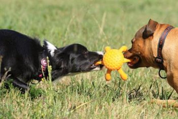 Picture of Kiwi Walker Parçalanmaz Yüzen Köpek Oyuncağı Ahtapot Maxi Mavi