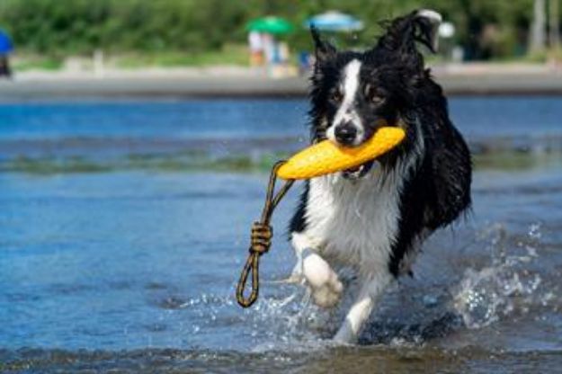Picture of Kiwi Walker Parçalanmaz Yüzen Köpek Oyuncağı Fırlat At Torpil Maxi Mavi