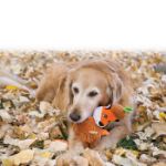 Picture of Kong Köpek Oyuncak, Puzzlements Tilki, S