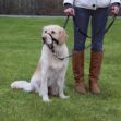 Picture of Trixie Uzman Köpek Eğitim Tasması L 31Cm