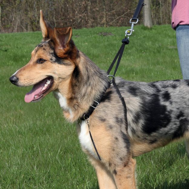 Picture of Trixie Köpek Yürüme Eğitim Tasması L45-65Cm 25Mm